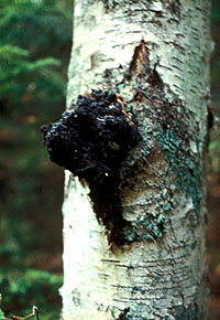 En sort knold på birketræ