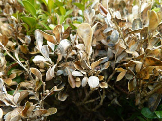 Lyst brune blade på buksbom på kirkegård 2012