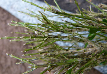Sorte streger langs de grønne skudakser er karakteristisk for Cylindrocladium buxicola streger langs de grønne skudakser er karakteristisk for Cylindrocladium buxicola