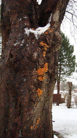 Flotte orange paddehatte om vinteren er typisk for fløjsfod.
