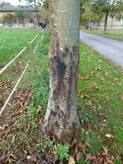 Slimflåd på stammen er tegn på, at barken er døende.