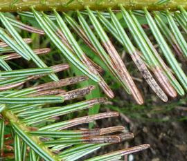 Undersiden af de røde nåle har sort svampevækst