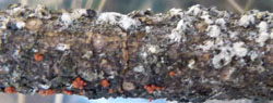 Hvide totter øverst er stammelus, forneden røde klumper af Neonectria frugtlegemer