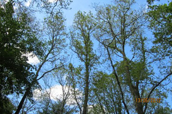 Dårligt beløvede egetræer på Midtsjælland juni 2012