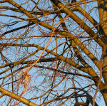 Lindetræ med afskrællet bark på gren, skaden skyldes det røde egern.