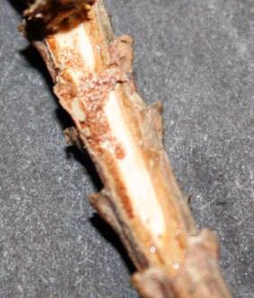 Snit gennem død kvist viser hul i bark.