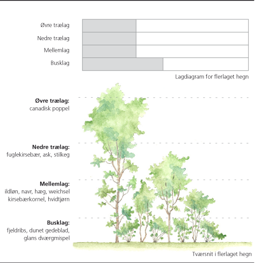 Figur 1. Eksempel på, hvordan systemet til målbeskrivelse kan anvendes i praksis for et blandet løvtræshegn i et boligområde.