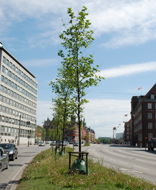 Gade- og vejtræer er en vigtig del af naturudbuddet i tætbebyggede kommuner med mange indbyggere – som her i København. Foto: Pernille Thomsen