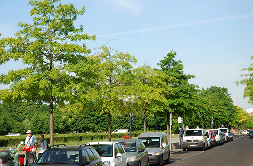 I Berlin undersøges hvordan gødning påvirker vejtræers vitalitet. De første tre træer på billedet er ikke gødet, mens de efterfølgende er gødet over to vækstperioder efter anbefalingerne i tabel 1. Bladene på de ugødede træer er lysere, og kronerne mindre tætte. Foto: Hartmut Balder