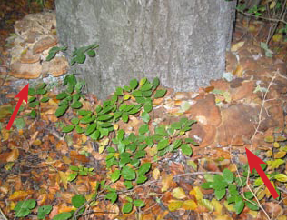 Kæmpeporesvamp frugtlegemer ved foden af bøgestamme begravet i jord.