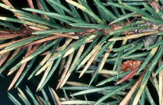 Figur 2. Gulspætning af nåle efter sugning af sitkabladlusen. Foto: Institut for økologi.