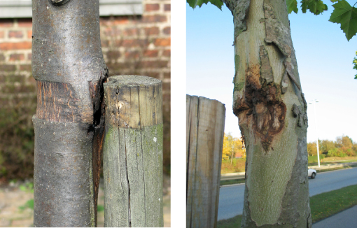 Figur 3. For sen fjernelse af opbinding, og pælen er efterladt, så den kan give store skader på barken, når træerne bevæger sig i vinden. Fotos: Iben M. Thomsen