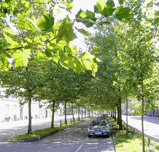 Byerne vil blive endnu varmere end i dag. Træer kan være med til at køle. Foto: Oliver Bühler
