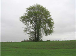 Sundt solitært elmetræ i Østjylland. Kan det blive bestøvet af andre elmetræer og producere levedygtigt afkom? Foto: Lene Rostgaard Nielsen