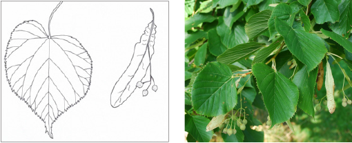 Figur 2 til venstre. Tegning i ca. halv størrelse af blad og frugtstand fra Tília cordáta ’Greenspire’. Figur 3 til højre. Nærbillede af blad og frugtstand fra Tília hybrid ’Odin’