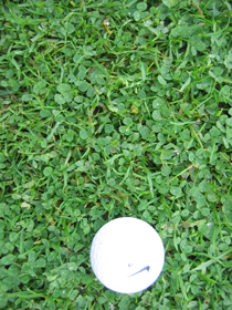 Der ingen grund til at afvise brugen af mikrokløver på golfbaner. Kan man holde en dækningsgrad på ca. 30 % mikrokløver, er slidstyrken bedre end i rent græs. Foto: Søren Ugilt Larsen