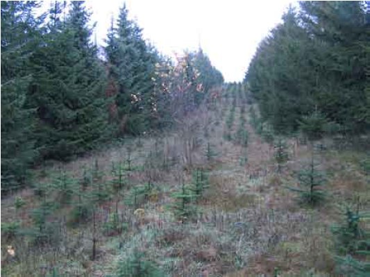Figur 2. Et stabilt klima kan f.eks. opnås gennem kulisseplantning mellem skyggebælter af 1-3 træ-rækker fra den gamle bevoksning.