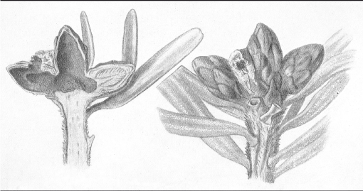 Enden af to skud fra alm. ædelgran. På den ikke gennemskårne til højre var den midterste af de tre knopper helt udhulet af ædelgranknopviklerens larve, mens den højre blot var underhulet, som på det gennemskårne eksempel, hvor også den venstre knop er udhulet. Tegning fra Boas 1923