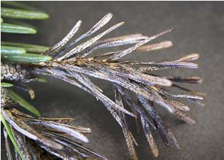Figur 3. Brune skud af klippegran (Abies lasiocarpa) fyldt med frugtlegemer (sorte prikker) af ædelgransortprik (Delphinella abietis). Foto: V. Talgø, Januar 2006.