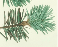 Figur 1. Douglasiesprækkesvampens gulbrune frugtlegemer bryder frem på de 1-årige nåle under douglasgrans udspring. Foto: J. Koch.
