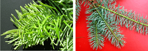 Figur 3. Kraftigt angreb af douglasbladlus på nyudsprungne nåle (til venstre). Senere på året er bladlusene dækket af hvid voks (til højre). Fotos: Iben M. Thomsen.