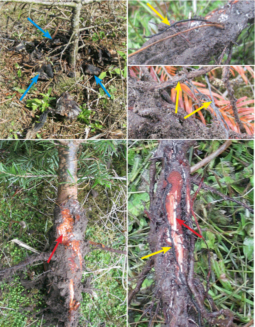 Figur 3. Døde og syge planter med gamle honningsvamp frugtlegemer (blå pile), sorte rhizomorfer (svampestrenge) på rødder (gule pile) og det kraftige hvide mycelium under barken (røde pile). Foto: Iben M. Thomsen