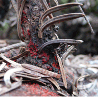 Frugtlegemer (perithecier) af Neonectria neomacrospora på sølvædelgran (Abies procera). Foto: Venche Talgø