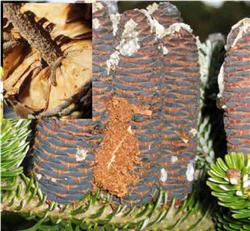 Figur 1. Koglehalvmøllets larve udvikler sig overvejende i koglerne af forskellige slægter af nåletræer, især Picea- og Abies-arter. Både frø, frøskæl og kogleakse begnaves. Det grove smuld uden på koglerne afslører ofte larvernes aktivitet. Foto Hans Peter Ravn.