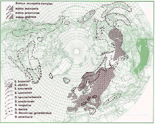 Udbredelseskort for en række arter i Sorbus slægten
