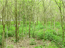 Foto 1. Bundflora i skovrejsningsområde med eg på næringsrig jord, hvor brændenælder dominerer. Foto: Flemming Rune