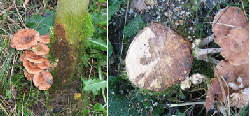 Figur 1. Venstre: Misfarvet bark ved basis af stammen er typisk tegn på angreb af honningsvamp.
