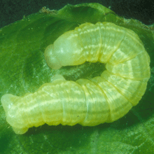 Den karakteristiske grønne larve af lille frostmåler. 