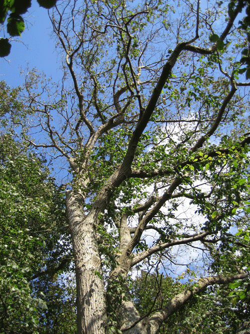 Elmetræ med elmesyge