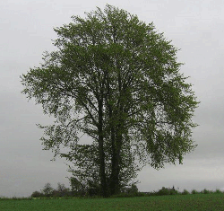 Solitært elmetræ i landskabet