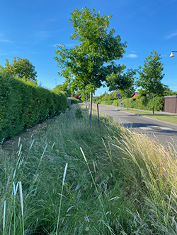 Et trug langs Lørenskogvej i Rødovre, hvor vegetationen består af en frøblanding med både græsser og urter.