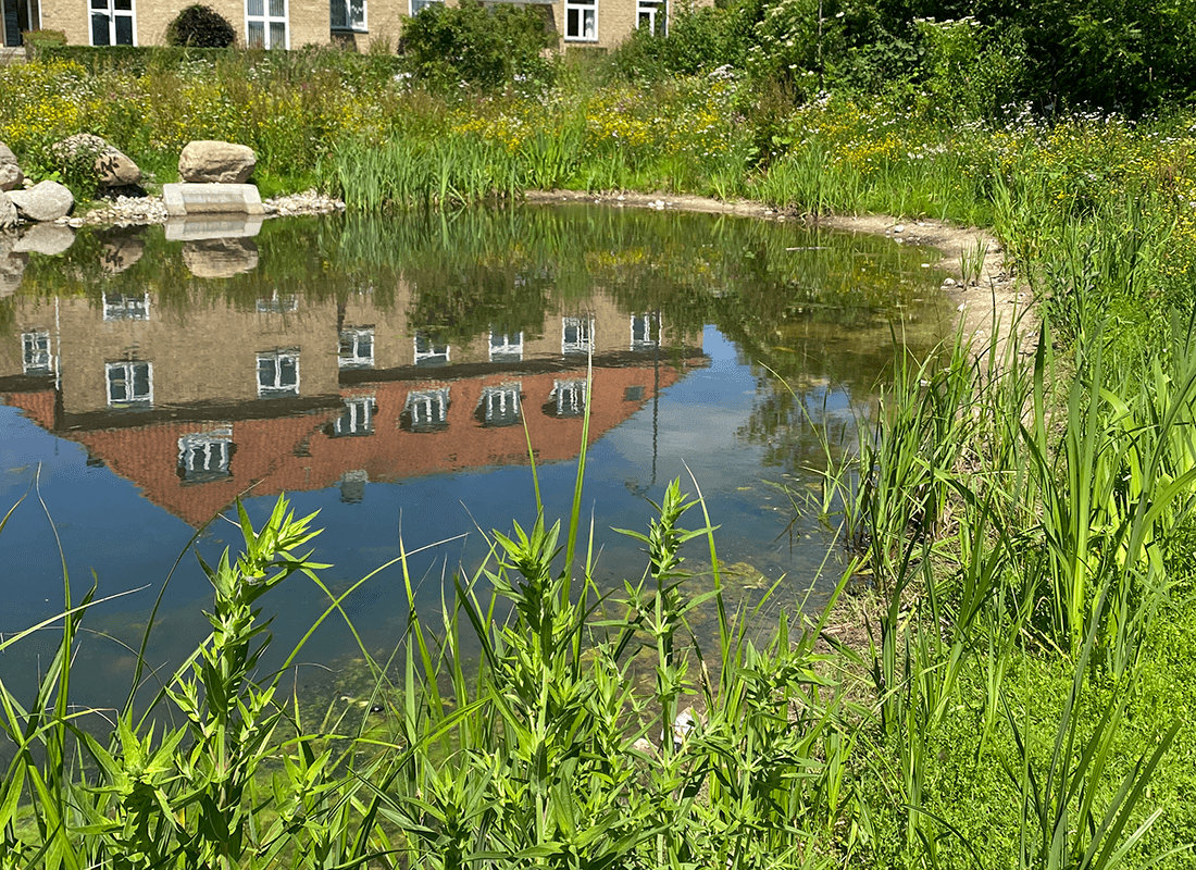 Eksempel på vådt bassin med flad kant, hvor vegetationen har responderet med en tydelig fugtighedsafhængig brinkvegetation. Bassinet ligger i Mosegårdskvarteret i Gentofte og er fra 2018
