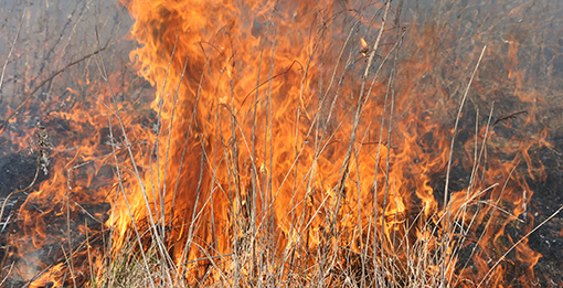Højstaudesamfund brænder kraftigt. Ved at brænde de gamle frøstande skabes lys og luft til fremspiring af nye planter. Foto: Anna G. Worm