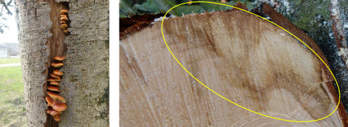 Typisk placering af fløjlsfod i en revne i den døde bark. Råddet sidder ret overfladisk i stammen (gul cirkel, ikke samme træ). Resten af stammeveddet er sundt, og træets stabilitet er stort set upåvirket. Samme billede ses ved angreb af østershat. Fotos: Iben M. Thomsen