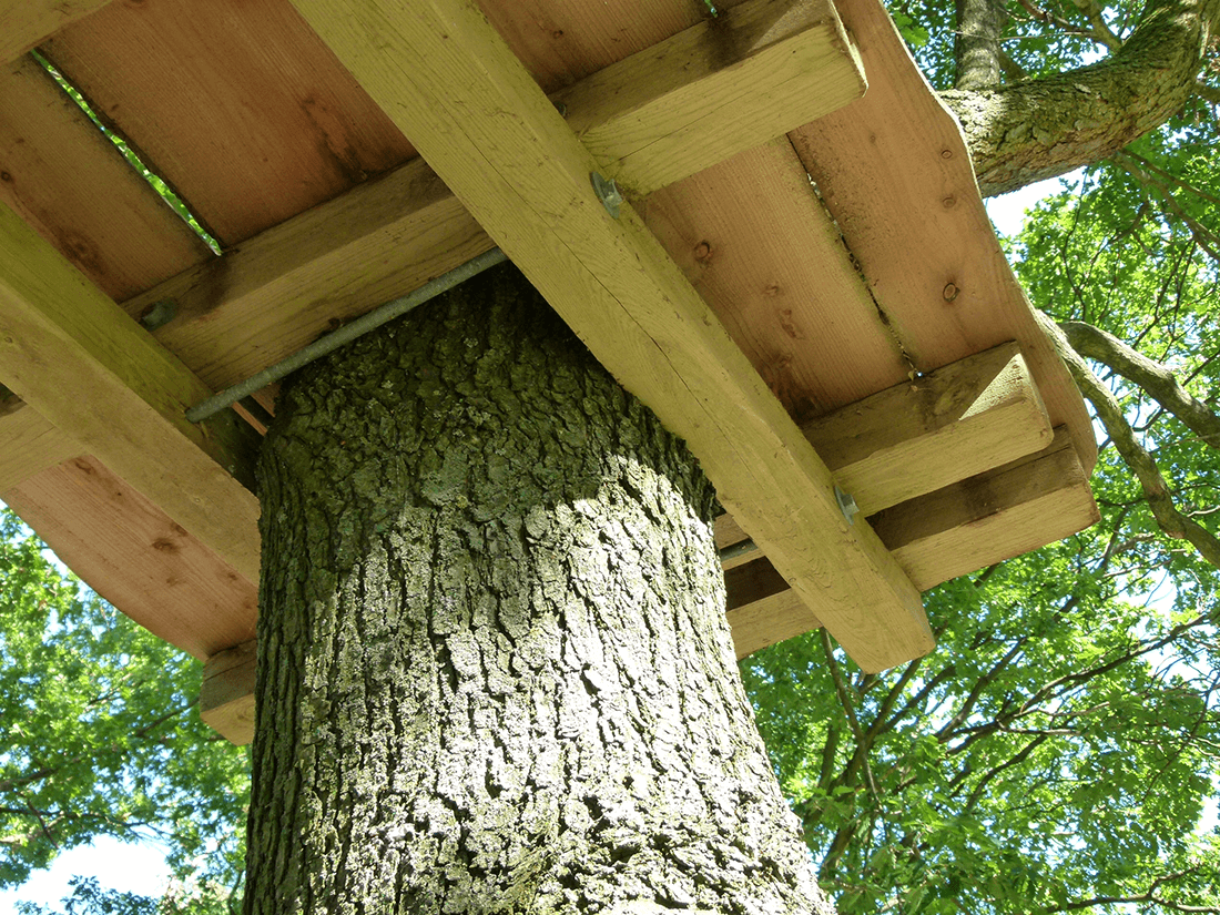 Platform på træ set nedefra