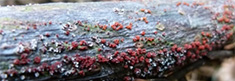 Røde frugtlegemer af Neonectria svampen