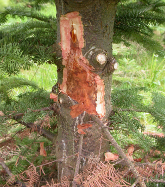 Figur 3. Angreb af Phytophthora fører til en rødbrun misfarvning under barken, her på nobilis. Der er en skarp skillelinie mellem friskt og sygt væv. Foto: V. Talgø, maj 2004.