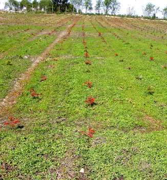 Figur 4. Nordmannsgraner, som døde ca. et år efter plantning. Årsag var angreb af Phytophthora. Arealet var næringsfattigt og dårligt drænet. Foto: V. Talgø, maj 2004.