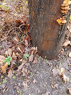 Orange svamp på bark