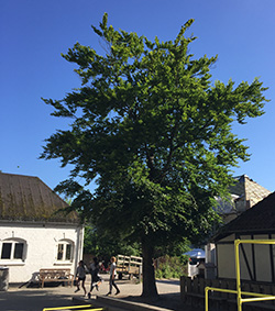 Bøgetræ i skolegård