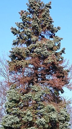 Picea pungens med Dendroctonus micans