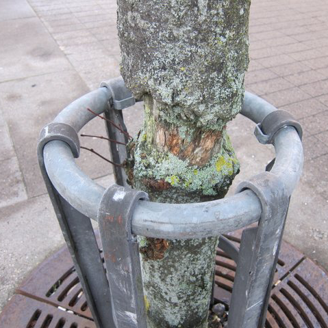 Metalring på stammebeskyttelse har gnaet i træets bark