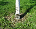 Trods udlægning af barkflis omkring denne birk er der alligevel påkørselsskader fra græsslåning.