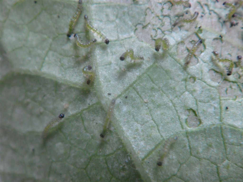 Små larver af bladhveps på snerle