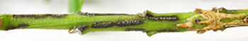 Nærbillede af de sorte streger som er typisk for Cylindrocladium buxicola. Foto Venche Talgø, Bioforsk