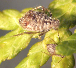 Cypresbladlus (Cinara cupressi) på thuja i 2012. Foto Hans Peter Ravn